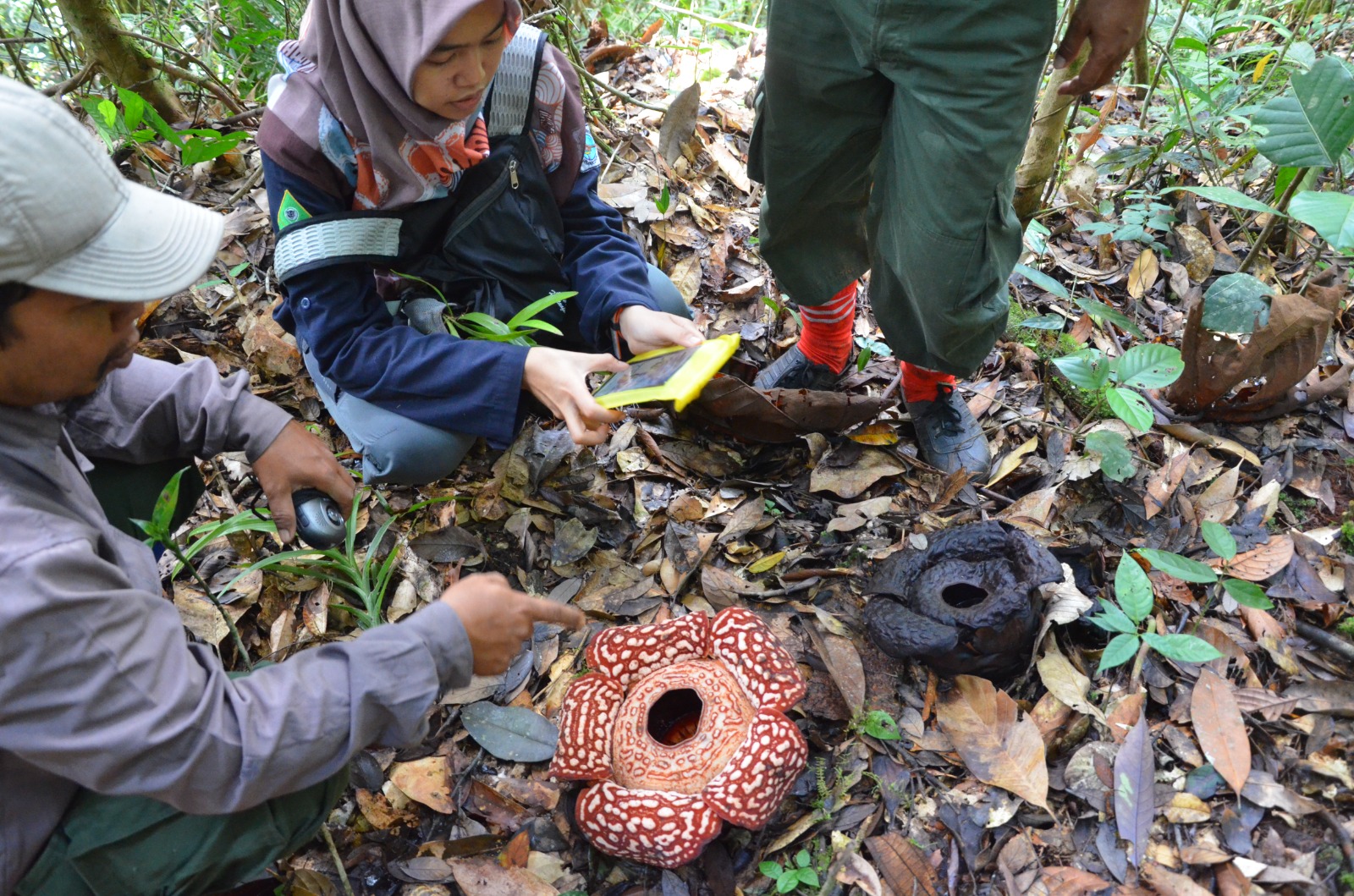 Petugas Balai Taman Nasional Kayan Mentarang dan peneliti melakukan kegiatan monitoring dan pencatatan data terhadap Rafflesia pricei yang mekar, sebagai bagian dari upaya pelestarian dan pengembangan ekowisata. (TN Kayan Mentarang/Istimewa)